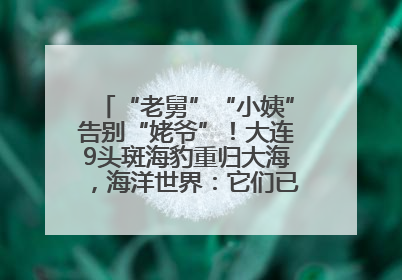 “老舅”“小姨”告别“姥爷”！大连9头斑海豹重归大海，海洋世界：它们已具备野外生存能力