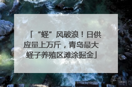 “蛏”风破浪！日供应量上万斤，青岛最大蛏子养殖区滩涂掘金