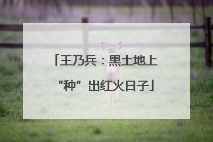 王乃兵：黑土地上“种”出红火日子