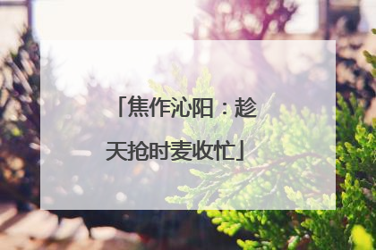 焦作沁阳：趁天抢时麦收忙