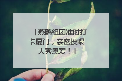 燕鸥组团准时打卡厦门，亲密投喂大秀恩爱！