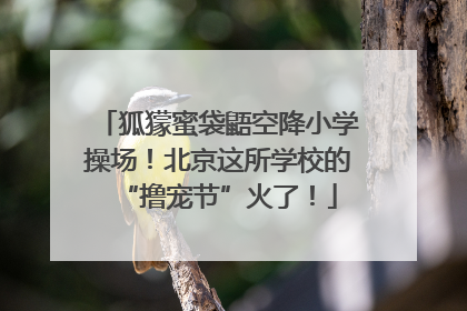 狐獴蜜袋鼯空降小学操场！北京这所学校的“撸宠节”火了！