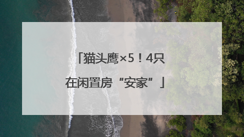 猫头鹰×5！4只在闲置房“安家”