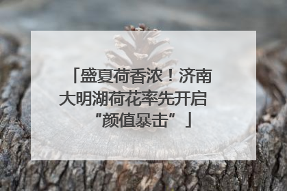 盛夏荷香浓！济南大明湖荷花率先开启“颜值暴击”