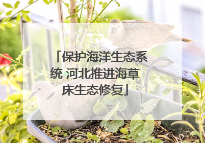 保护海洋生态系统 河北推进海草床生态修复