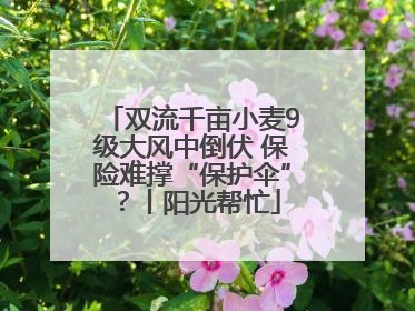 双流千亩小麦9级大风中倒伏 保险难撑“保护伞”？丨阳光帮忙