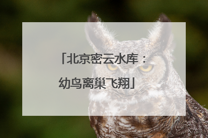 北京密云水库：幼鸟离巢飞翔