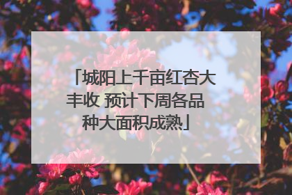 城阳上千亩红杏大丰收 预计下周各品种大面积成熟