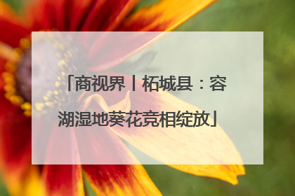 商视界丨柘城县：容湖湿地葵花竞相绽放