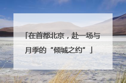 在首都北京，赴一场与月季的“倾城之约”