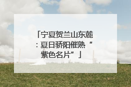 宁夏贺兰山东麓：夏日骄阳催熟“紫色名片”
