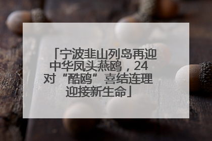 宁波韭山列岛再迎中华凤头燕鸥，24对“酷鸥”喜结连理迎接新生命