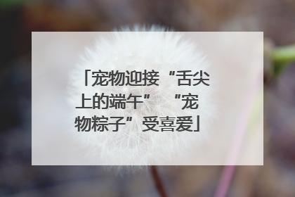 宠物迎接“舌尖上的端午” “宠物粽子”受喜爱
