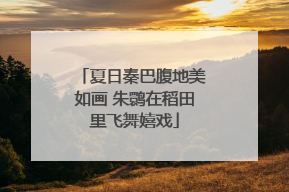 夏日秦巴腹地美如画 朱鹮在稻田里飞舞嬉戏