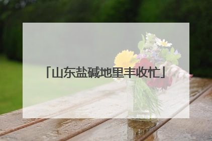 山东盐碱地里丰收忙