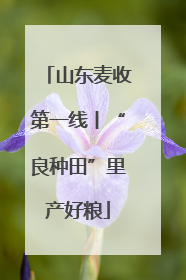 山东麦收第一线丨“良种田”里产好粮