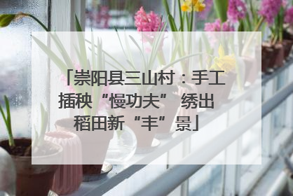崇阳县三山村：手工插秧“慢功夫” 绣出稻田新“丰”景