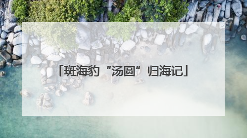斑海豹“汤圆”归海记