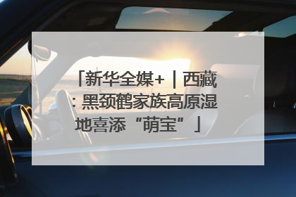 新华全媒+｜西藏：黑颈鹤家族高原湿地喜添“萌宝”