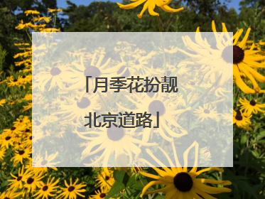 月季花扮靓北京道路