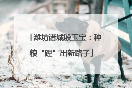 潍坊诸城殷玉宝：种粮“蹚”出新路子