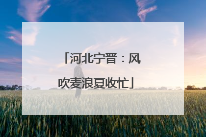 河北宁晋：风吹麦浪夏收忙