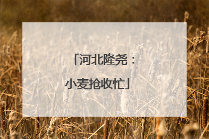 河北隆尧：小麦抢收忙