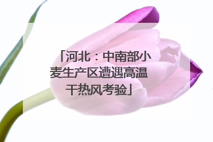 河北：中南部小麦生产区遭遇高温干热风考验