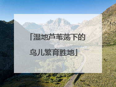 湿地芦苇荡下的鸟儿繁育胜地