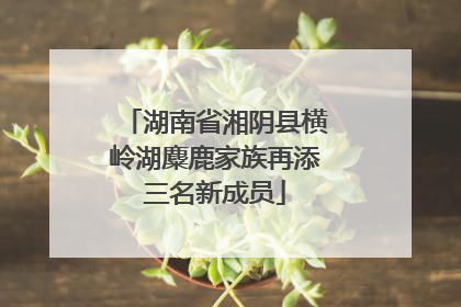 湖南省湘阴县横岭湖麋鹿家族再添三名新成员