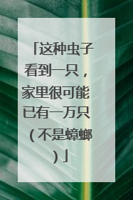 这种虫子看到一只，家里很可能已有一万只（不是蟑螂）