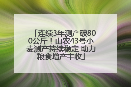 连续3年测产破800公斤！山农43号小麦测产持续稳定 助力粮食增产丰收