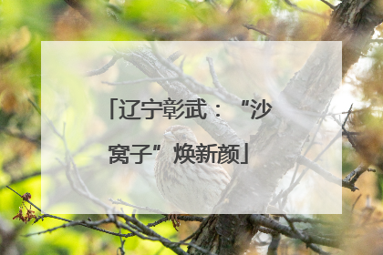 辽宁彰武：“沙窝子”焕新颜