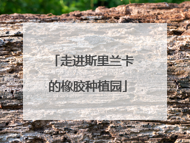 走进斯里兰卡的橡胶种植园