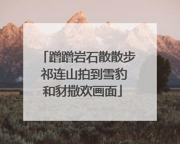 蹭蹭岩石散散步 祁连山拍到雪豹和豺撒欢画面