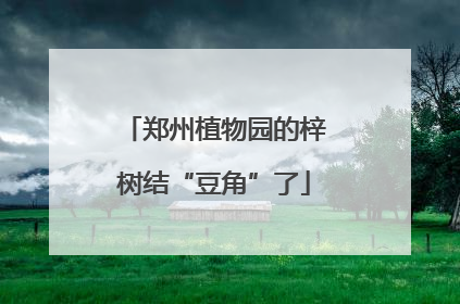 郑州植物园的梓树结“豆角”了