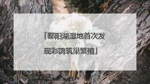 鄱阳湖湿地首次发现彩鹮筑巢繁殖
