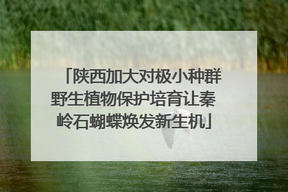 陕西加大对极小种群野生植物保护培育让秦岭石蝴蝶焕发新生机