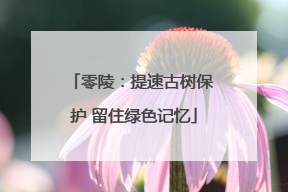 零陵：提速古树保护 留住绿色记忆