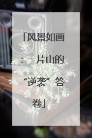 风景如画：一片山的“逆袭”答卷