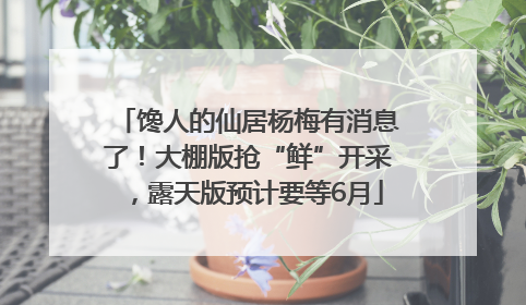 馋人的仙居杨梅有消息了！大棚版抢“鲜”开采，露天版预计要等6月