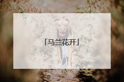 马兰花开