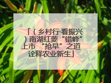 （乡村行·看振兴）南湖红菱“错峰”上市 “抢早”之道诠释农业新生