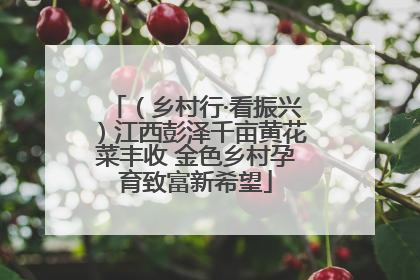 （乡村行·看振兴）江西彭泽千亩黄花菜丰收 金色乡村孕育致富新希望